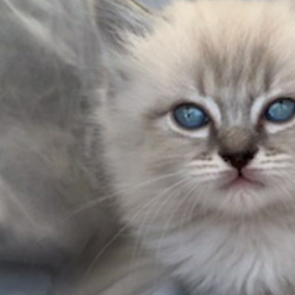 Meet your Posher, Christine